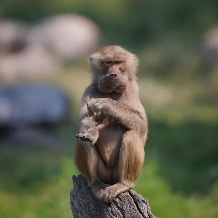 Knuthenborg Safaripark *