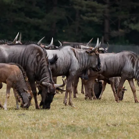 Knuthenborg Safaripark Aldeamento Turístico Maribo