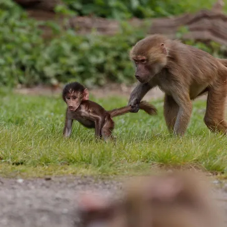 Knuthenborg Safaripark Πάρκο διακοπών