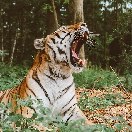 Πάρκο διακοπών Knuthenborg Safaripark Maribo