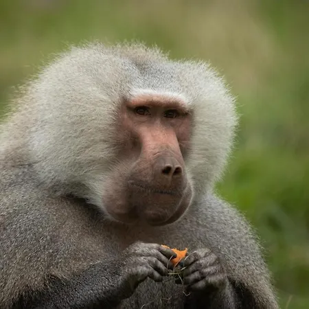 Knuthenborg Safaripark * Maribo