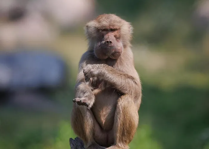 Knuthenborg Safaripark *