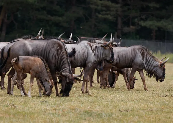 Knuthenborg Safaripark Holiday park Maribo