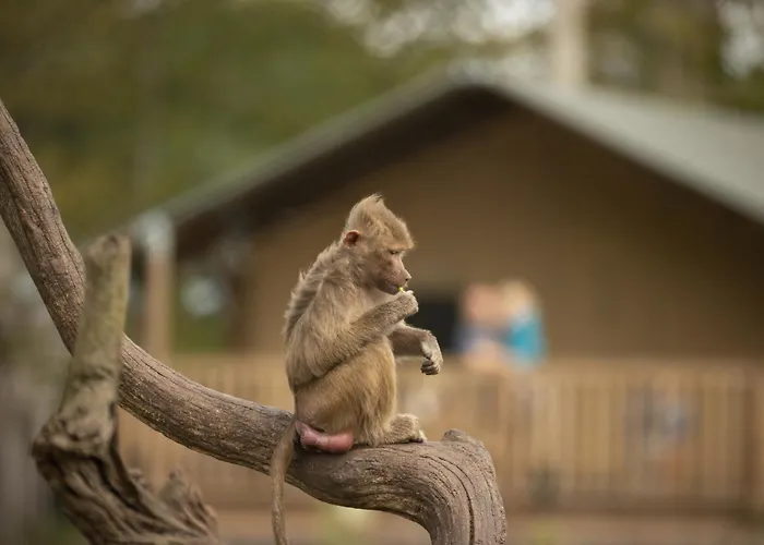 Knuthenborg Safaripark Holiday park