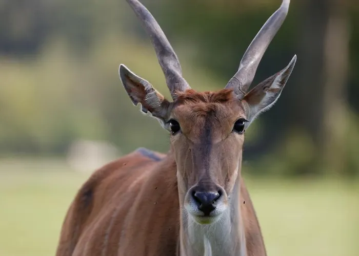 Prázdninový areál Knuthenborg Safaripark *