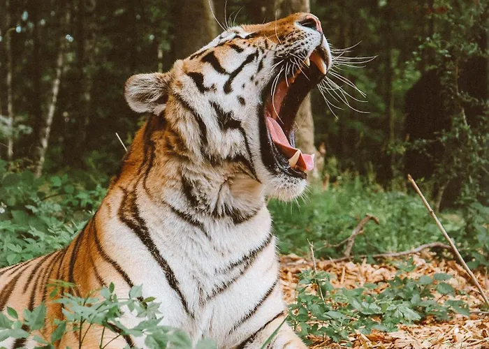 Holiday park Knuthenborg Safaripark Maribo