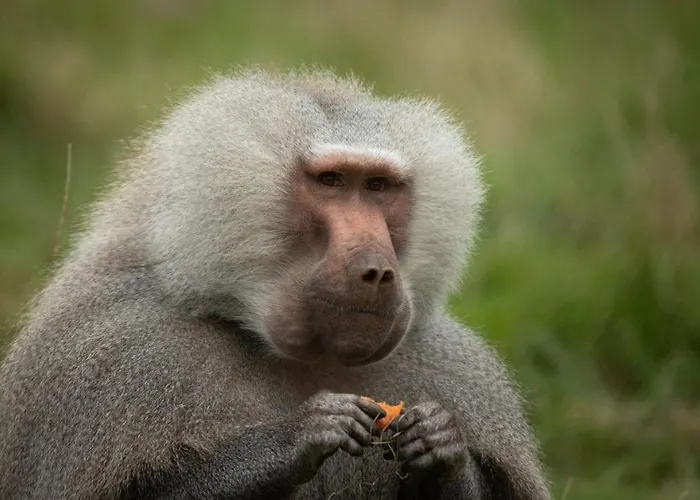 Knuthenborg Safaripark * Maribo