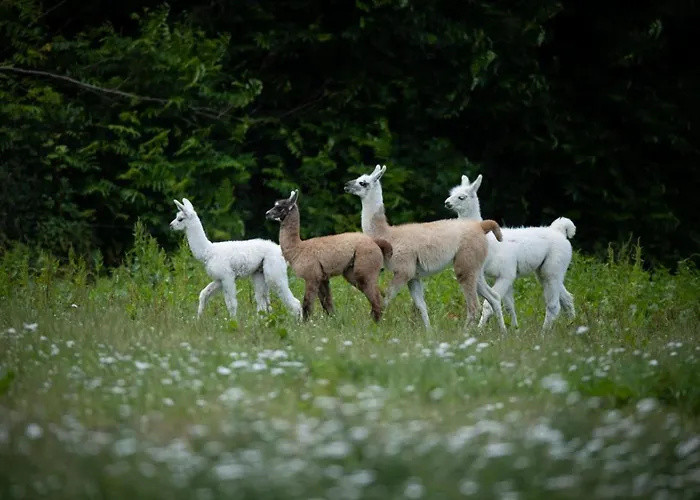 Knuthenborg Safaripark Holiday park Maribo